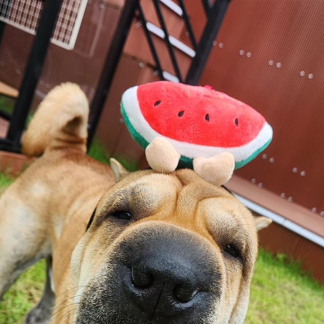 후니와이프 on Instagram: "#광고 장마가 시작한 가운데, 비소식이 없는날이 하루 있길래 당장 놀러갔다 왔어요🩷 사실 저희 아이는 사회성이 결여된 아이라🥲 뒤집어지게 놀게 해줄래도 쉽지