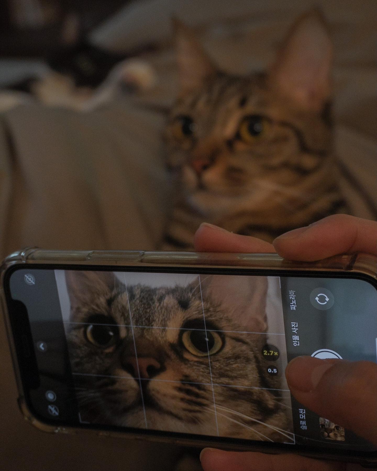 참 귀엽다🐱
어느새 훌쩍 커버렸지만 아직도 쯉쯉이를 하는 거 보면 애기다. 내 평생을 너희들과 함께 하진 못하겠지만 너의 평생은 나와 함께 할 수있어서 다행이다.
.
.
.
.
.
오늘의 츄