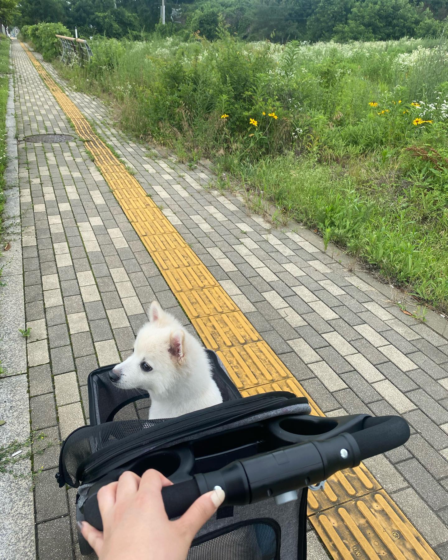 엄마랑 같이 출근한 날✨

아침에 엄마 출근 못하게
찡찡거렸더니, 회사 같이 출근했멍😀

너무 좋았지만,
집와서 댕뻗음🫠