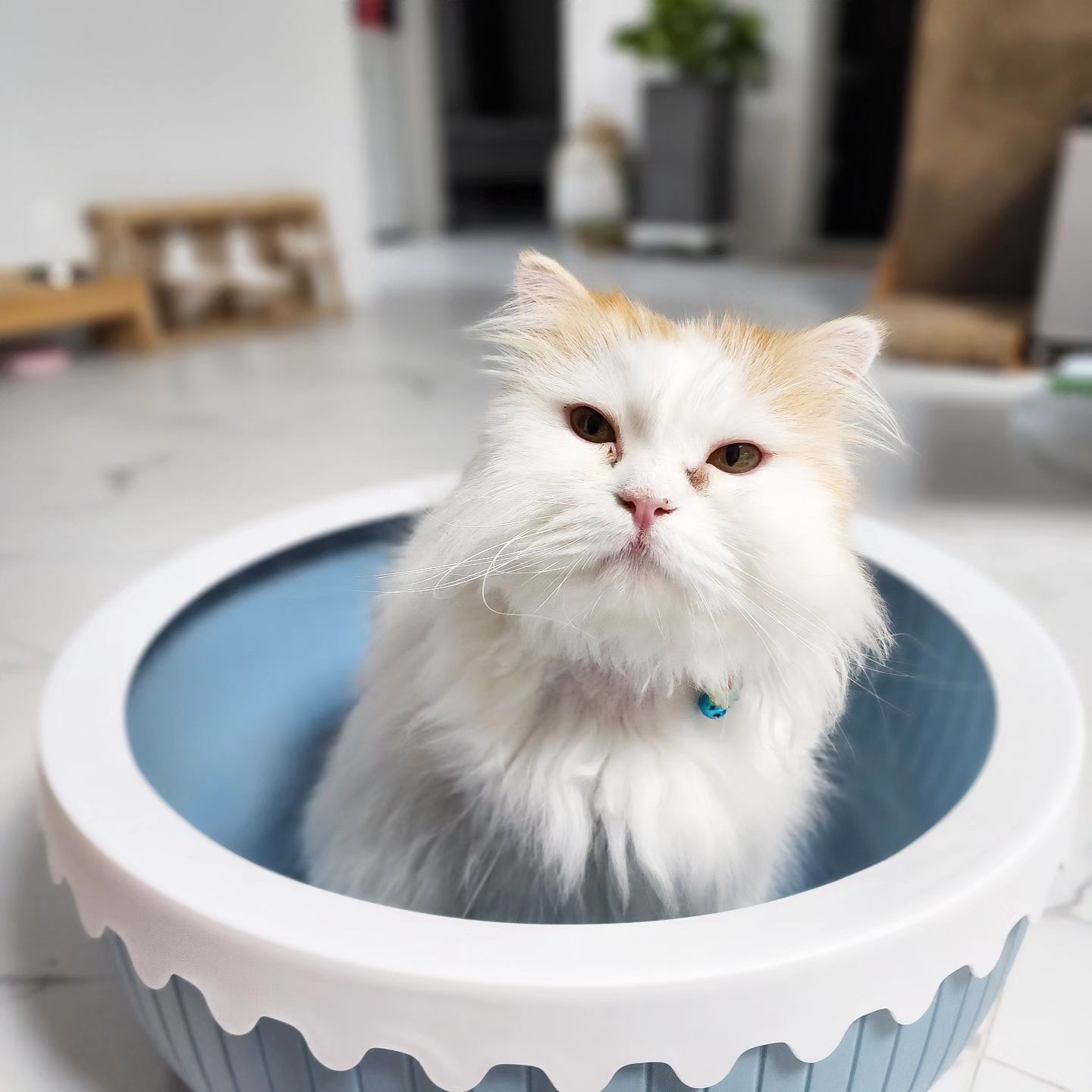 #협찬 
우리 아이의 올바른 생활을 위해 중요한 용품 중 하나가 바로 화장실이죠!🐱🐱이왕 사용할꺼면 좀 더 인테리어 효과가 나는 예쁜 고양이 화장실 어디 없을까? 이렇게 생각하실 집사님들! 여기도 많이 계시쥬?!

그래서 오늘은 예쁜 원형에 묘체공학적으로 만든 푸르미 푸딩 캣토일렛 소개할게요
모래삽 걸이가 있어 모래삽을 간편하게 보관할 수 있고
색상은 그레이🩶, 블루🩵, 핑크🩷이렇게 3가지 색이 있답니다!

다 큰 성묘보다는 귀여운 아깽이가 쓴다면 더 예쁠듯한 느낌? 우리 담이는 화장실인데도 너무 좋아하더라고요!🐈

#원형캣토일렛 #고양이화장실 #묘체공학적 #원형고양이화장실 #푸딩캣토일렛 #푸르미