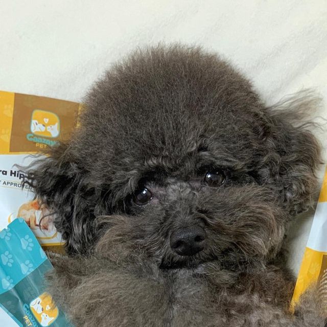 귀요워서 요미 on Instagram: "#광고 미국에서 날아온 고오급 관절영양제🇺🇸 가자요펫 관절&멀티비타민 ▫️FDA, NASC, cGMP인증 시설 생산 ▫️미국수의사협회에서 추천과 승인받은 100%미국산