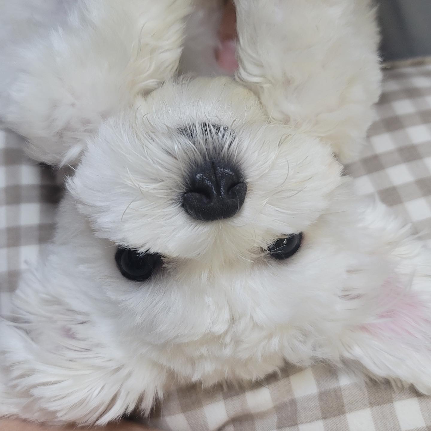뒤집어진 루이 @.@