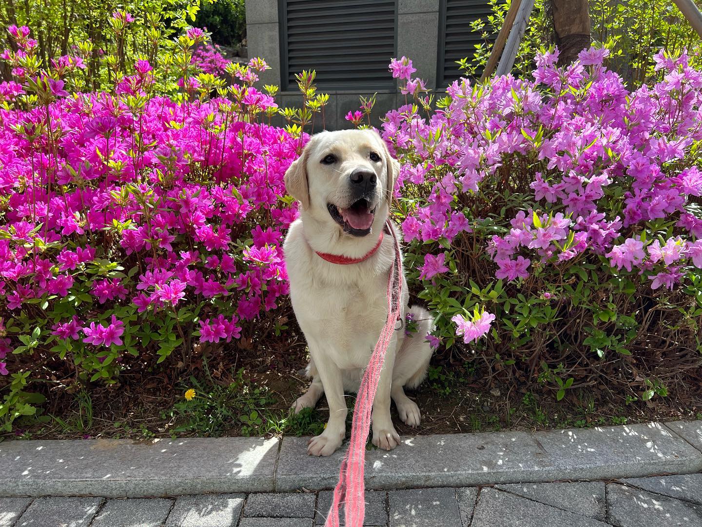 오랜만이다멍☺️

울엄마 나이들더니 
꽃 좋아하는 것 같다멍🌷

엄마가 마루보고 
자꾸 꽃 앞에서 기다려를 해 😓

#나는꽃개 #🌸🐶