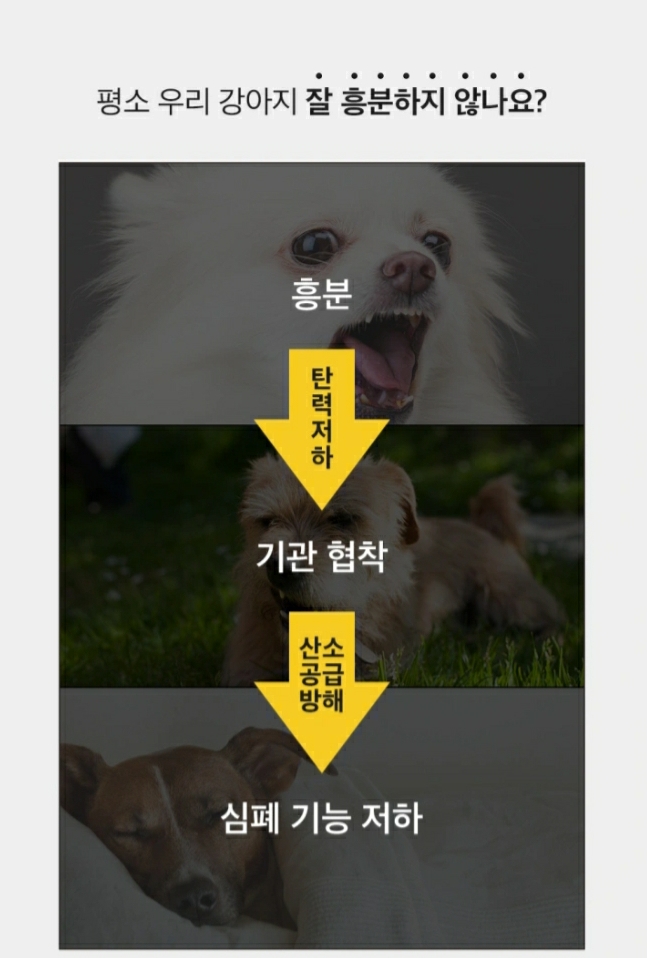 강아지 기관지 협착증 영양제 : 스탬푸드 도그 브레스 스틱