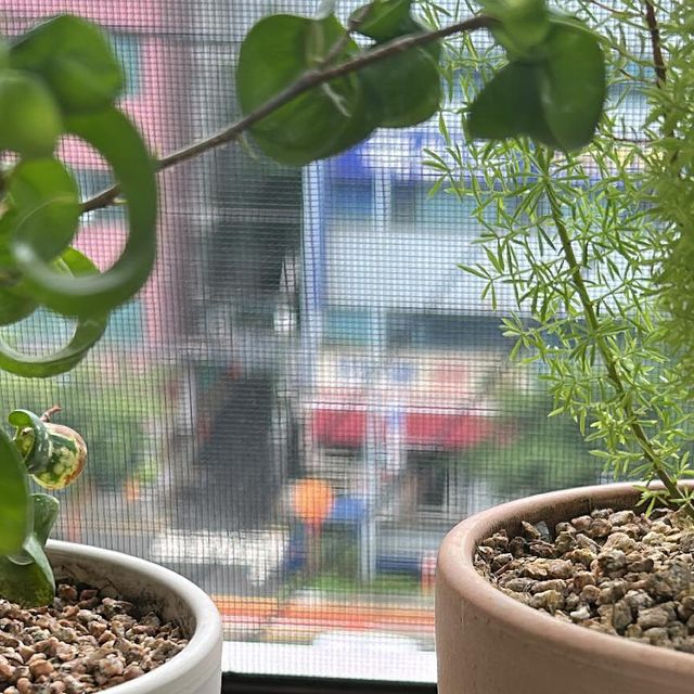 @jjjjssss11 on Instagram: "#광고#이콜로피아 #찰떡영양샴푸바 생애 첫 샴푸바💚 @ecolopia 물에 닿는 순간 뽀드득 거리는 촉감부터 두피도 피부다..강추! *올인원 멀티케어, 샴푸+린스 한번에! 운동