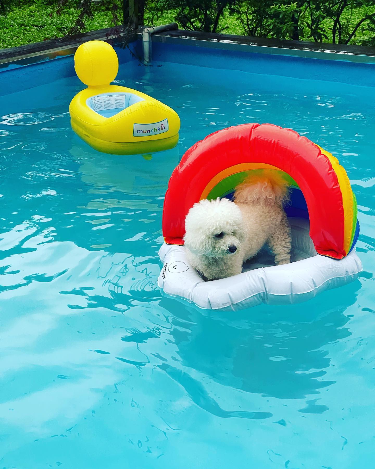 올해는 소소하게 #애견동반펜션 #위드멍
심쿵+하랑+미진+희+나🐶♥️🐶
비야 니가 아무리 쏟아져도 우리는 논다!! 
씐나게 먹는다!!!
1박2일 짧지만 #소중한시간
우리 내년엔 풀빌라 가자!!!ㅋㅋㅋㅋ
#반려견스타그램 #비숑프리제 #말티즈