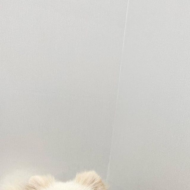 달 달 무슨 달 🌙 on Instagram: "#협찬 환경까지 생각하는 관절 영양제 종합 비타민이라니,,,🌎👍 가자요펫 ESG 도입~!! 케이스도 나무를 베지 않고 풀로 만든 펄프 🍃 미국 수의사협회에서 추