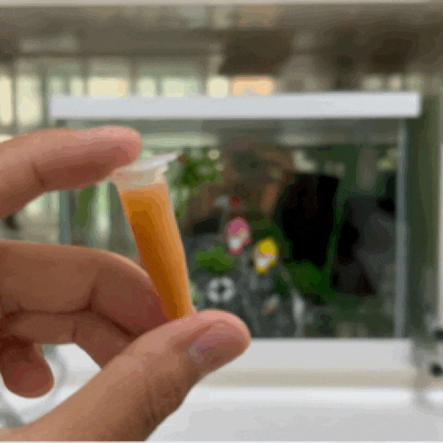 치어 먹이 행복한열대어 냉동 브라인쉬림프 1.5ml 캡슐
