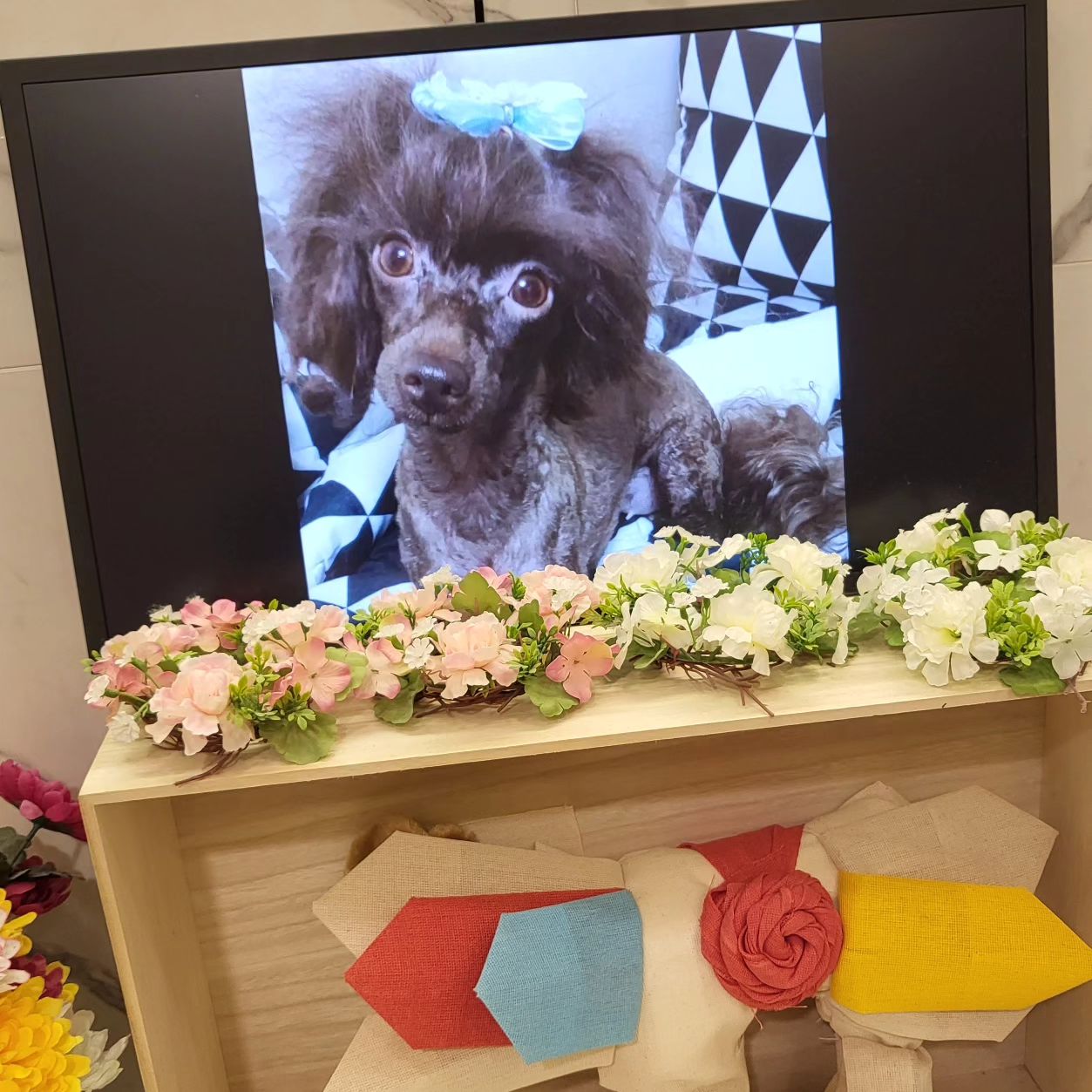 안녕 코미야.
끝까지 지켜주지 못해 미안해.
루비랑 있을 때 차별하면
강아지도 다 안다고 해서
거짓으로 사랑한척 한 거 미안해.
루키랑 있을 때는 대놓고 차별 해서 미안해.
루비 때부터 미운 짓만 골라 해서
구박한 것도 미안해.
루비, 루키는 항상 1순위고
너가 2순위인 게 미안했어..
진심으로 미안해..
모든 게 다 가짜 사랑은 아니었어..
너의 진짜 주인이 없어서 아기 때
사진도 하나 없다..
큰누나 잘 만나서 거기서는 옛날처럼
사랑 듬뿍 받고 행복하게 잘 지내.
너의 선배들 코코, 미미도 만나보고
루비 만나면 이번에는 싸우지 말고 잘지내.
두 번째 주인도 너무 못 난 사람이 었다ㅎㅎ
그래도 큰누나는 최대한 공주처럼 키워줬는데..
나는 하녀처럼 키운거 같아...
돈 때문에 
장례식장도 잘 못 골라서 미안해..
죽어서까지 너무 미안하네...
스톤 나온게 진짜 우리 코미가 맞을까...
모든게 다 미안한거 밖에 없다...
진짜 너무 미안했고 사랑해
잘가 행복해 거기서는 절대 아프지마
우리 예쁜 코미야🤎🤎🤎
