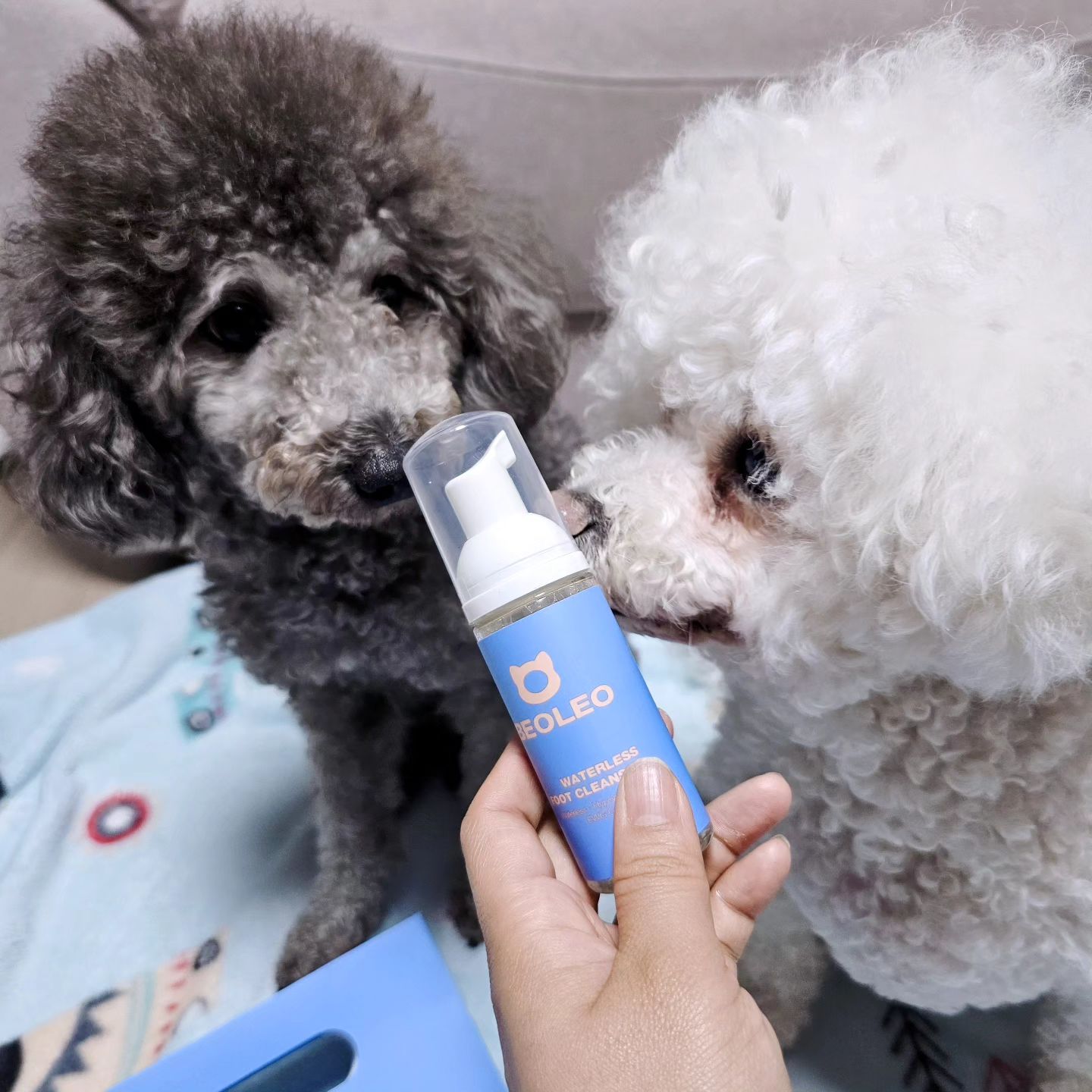 #협찬
요즘 같이 출퇴근중인 똥강아지들💕
외출후 집에오면 발바닥세정은 필수!
⠀
#베오레오 강아지 클렌저&보습크림으로
사용중인데 거칠어진 발바닥이 촉촉해져서
매일같이 사용중이에요^^
⠀
클렌저는 풍성한 거품으로
발가락틈까지 꼼꼼세척되고
7종 천연추출물로 자극없이 초간편세정!
⠀
뜨거운 아스팔트바닥에
자극받는 아이들 발바닥을 위해
시어버터, 세라마이드엔피, 판테놀,
병풀추출물 등 영양성분 듬뿍들어간
크림타입의 풋케어크림으로
촉촉해서 진정케어로 좋아요!
⠀
전제품 인공향료,인공색소 없고
전성분 EWG 그린등급으로
핥아도 안심되요!
⠀
구매링크🐕
https://m.smartstore.naver.com/beoleo/products/8632584540
⠀
#베오레오 #강아지발바닥크림 #강아지발바닥클렌저 #강아지발바닥보습 #강아지보습제 #강아지산책용품 #애견용품 #애견발바닥크림 #애견발바닥클렌저 #애견발바닥보습 #애견풋크림 #애견보습제