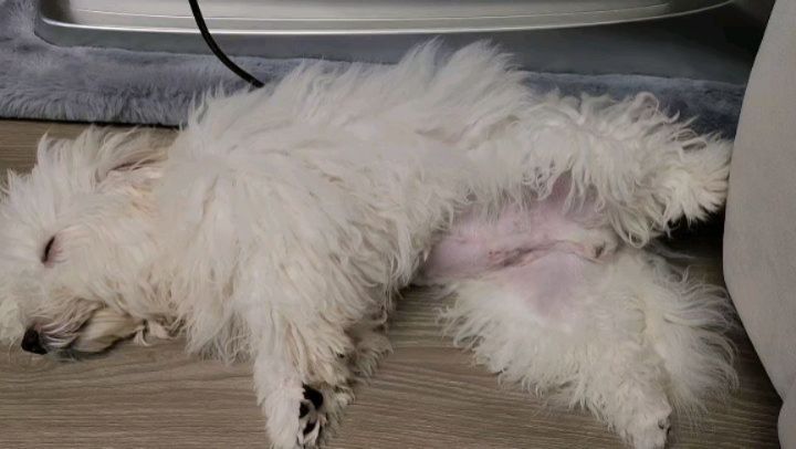 신나게 노시더니..
눈돌아가면서 꿀잠 주무시는 또봉씌.