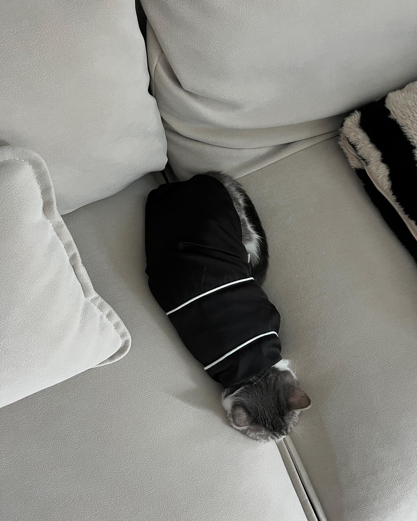 She enjoys sleeping wedged between the sofas🤷🏻‍♀️
.
.
.
.
.
.
.
.
.
.
#사지마세요입양하세요 #고양이키우기 #귀여운고양이 #냥플루언서 #묘델 #육묘일기 #냥스타그램 #초보집사 #고양이잠옷 #에사소파 #dontshopadopt #catstagram #catlover #catphoto #catoftheday #catlife #essasofa #領養代替購買 #猫 #猫写真 #爱猫 #猫猫日常 #貓奴 #喵星人 #貓控