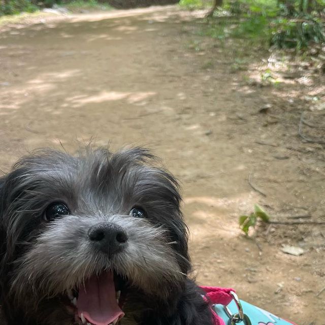 말티푸 제니 on Instagram: "옴마가 출근전에 또 산에 델꼬가죠따! 오늘은 옴마아빠퇴근이 늦는다고 해서, 한시간 넘게 산책하구 밤에 또 델꼬 나가줄꺼래!! 바잇미 신상옷에 멍템하네스 핫삥꾸