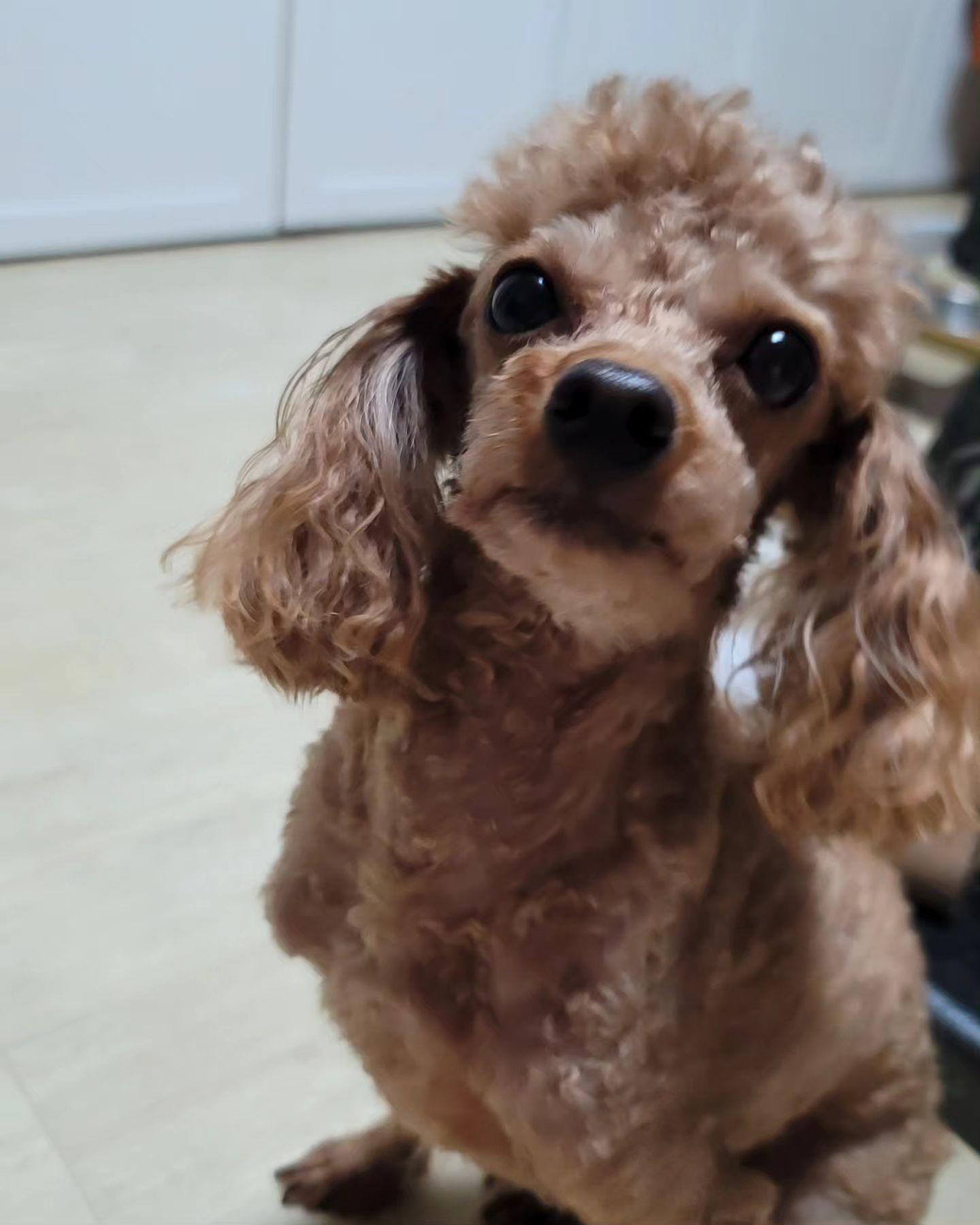 👉페트럽 반려동물 전용 탈취제 살균소독수🐕‍🦺

🏡저희집은 마당도 있고 텃밭있어요
그러다보니 홍시가 마당과 텃밭을 수시로 왔다 갔다하다보니 매일매일 꼬질이가 따로 없네요 ㅎㅎㅎ 
그렇다고 매일 목욕을 시킬수 없어서 고민이었는데 제고민을 해결해줄 너무 좋은 제품을 제공 받아서 사용해보았어요^^

😶‍🌫️꼬질이 우리홍시에게 칙칙 뿌려서 닦아주고 빗질을 해주니 오호~~털에 윤기나요
무향이라 향기와 강아지 냄새가 섞이지 않고 홍시가 싫어하지 않아요
기존 셨던거는 향 때문인지 싫어했는데, 페트럽은 괜찮아요

💩탈취효과 뛰어나요 
(후기가 증명(배변패드 효과 굿)
일반 섬유 탈취제와는 달리, 냄새를 덮는 것이 아니라, 냄새 분자(원인균)을 박멸시켜 냄새 원인을 제거하는 원리라고 해요

👿생활 바이러스 30초~60초 이내 99.9% 살균 된다고해요
😶‍🌫️냄새나고 매번 꼼꼼히 씻기 어려운 반려동물 용품 간편하게 살균 가능하고
몸에 닿고, 입으로 들어갈 수도 있는데 걱정 없이 막 뿌릴 수 있어서 좋아요
동물이 먹더라도 유해하지 않다고 해요
미국 FDA & 대한민국 환경부 & 일본 식약처 승인 제품안전성 검증 완료!!!
유해물질 무첨가(가습기살균제 성분, 독한 성분 없음)

🦮산책할 때도  가지고 다니면서 필요할 때마다 뿌리는데, 간편하고 너무 좋아요^^

#메디크로스 #페트럽 #강아지탈취제추천 #강아지냄새제거 #강아지냄새 #강아지오줌냄새 #고양이탈취제추천 #고양이모래탈취제 #살균스프레이
#반려견탈취제 #반려묘탈취제 #반려동물스프레이 #애견탈취제 #애견탈취제추천#강아지냄새탈취 #멍스타그램 #강아지소변냄새 #애견냄새 #강아지필수템