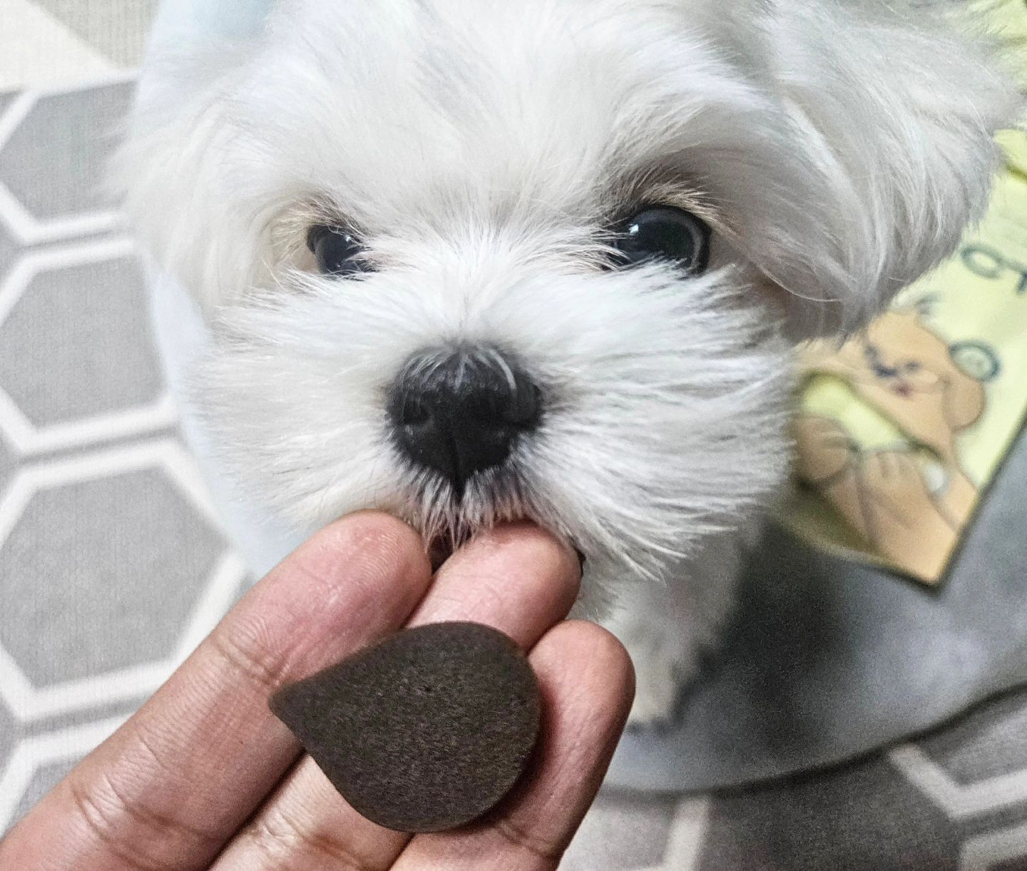 #협찬 위럽펫 

👉 새하얀 모색이 예쁜만큼 눈물자국이
  너무 잘보여 고민인 말티즈 빵이 🐶

맛있는 눈, 눈물 프리미엄 영양제 위럽펫
프로텍트뷰로 6개월 강아지 눈 관리 시작

✔️ 수의사 참여 최적의 배합률 

✔️ 휴먼 그레이드&HACCP 인증 제조시설

✔️ 글루텐, 그레인, 합성 착향료 NO

✔️ 위생적인 개별포장 

✔️ 휴지기 없이 급여가능 🐾

알레르기 발생 원인과 반응을 최소화한
제품이라 빵이처럼 눈물이 많이 아기들도
안심하고 급여가능하다는거 기호성도 굿!

#위럽펫 #welovepet #프로텍트뷰 #반려견영양제 #강아지영양간식 #강아지눈영양제 #강아지백내장 #강아지눈물자국#빵이는밥값중