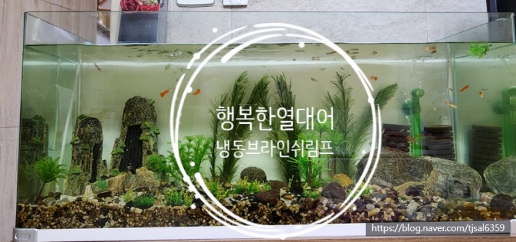 행복한 열대어 - 브라인쉬림프