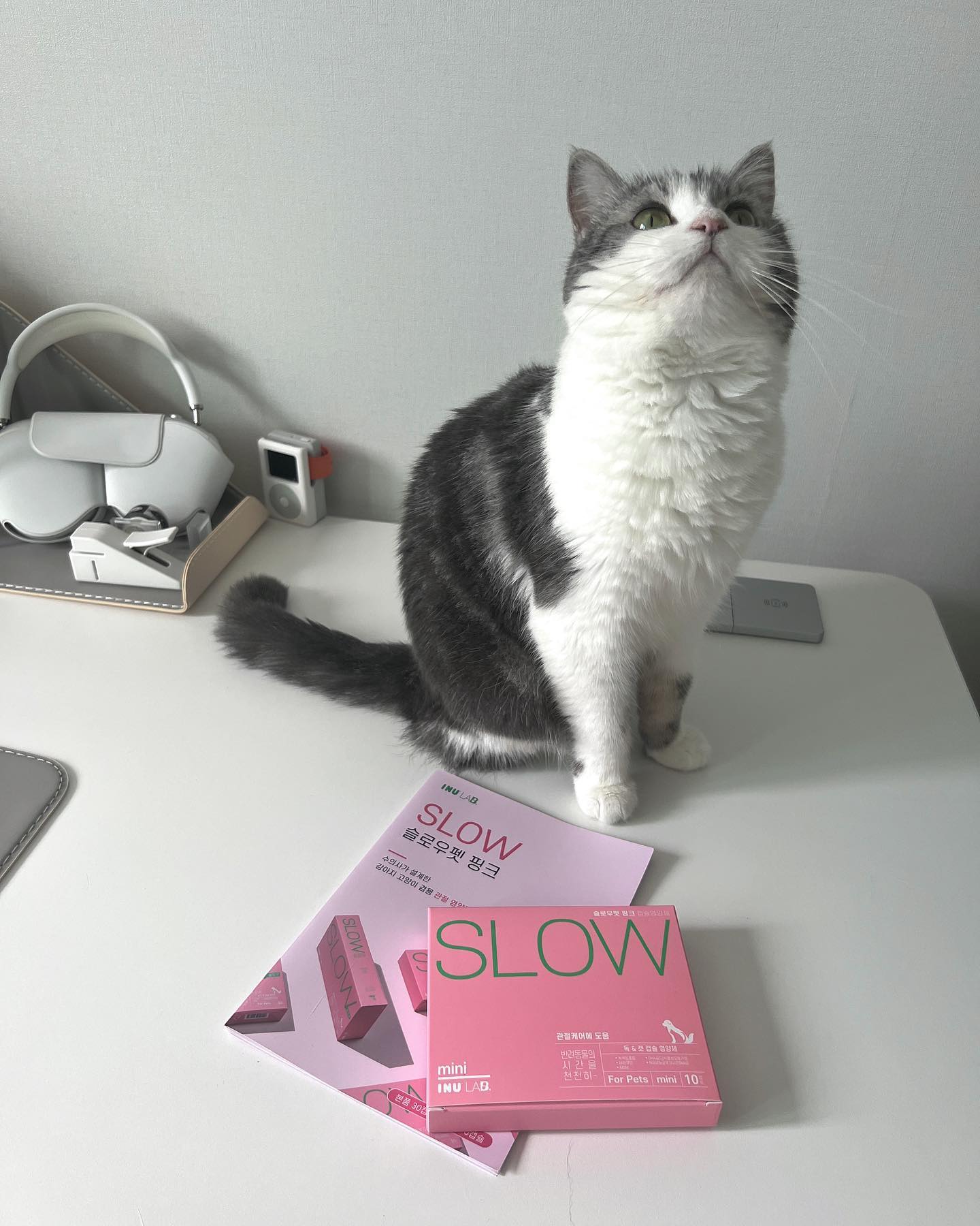 With INU SLOW Pet Pink #협찬 

관절 영양제는 강아지만?🙅🏻‍♀️

캣타워를 오르내리고 점프까지 하지만 
항상 당연하게 생각해와서 관절 영양제를 챙길 생각까지는 못했어요🤔💬

마침 <아이누>에서 좋은 기회를 얻어 
알랑이의 ‘관절&연골’을 ‘캡슐 한 알’으로 관리할 수 있게 되었어요🙌🏻🙌🏻

캡슐을 삼키는것이 어색한 알랑이에겐 사료나 간식에 섞어 급여한 방법이 제일 편안했어요 !!

슬로우펫 핑크의 장점--💗
🪄믿을수 있는 전 성분
🪄하루 한 캡슐로 간편한 복용
🪄열손실 최소화 + 유효성분 전달 극대화 
🪄관절&연골 케어

슬로우펫 핑크로 관리해 주면 이제 활동적인 고양이 관절걱정은 한시름 놓을 것 같아요 🏄🏼‍♀️
.
.
.
.
.
.
.
.
.
.
#아이누 #슬로우펫핑크 #관절영양제 #체험단 #고양이영양제 #고양이영양제추천 #냥플루언서 #귀여운고양이 #묘델 #고양이키우기