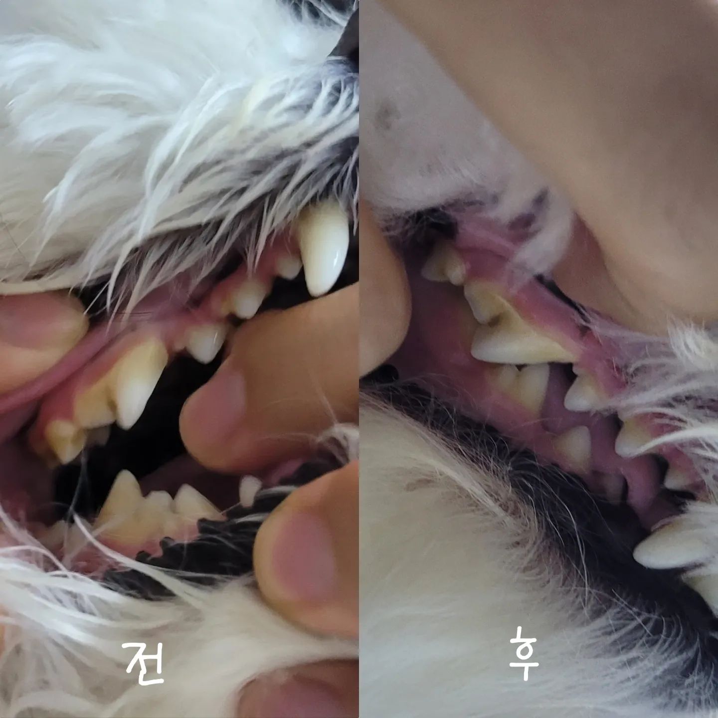 #내돈내산 #솔직후기 #코코다움
후기를 가지고 돌아왔어!!
앞전에 샀던 칫솔 솔직 후기를 써볼까해! 궁금하다면 피드 찾아보기!
매일 닦았고 현재 칫솔안의 치약이 4분의1정도 남은 상태야!
후 사진을 잘 못찍었긴 하지만 크게 도움은 안됬다는거...ㅠㅠ
조큼 기대했는데 역시 광고였나 싶기도 하지만 뭐 정말 꾸준히 닦다보면 괜찮아질 수도 있지 않을까?ㅎㅎ 조금 아쉬웠어~
다음에는 낼름 먹는 구강영양제가 있더라구? 함께 써볼까 싶은데 영양제를 언제살진 모르겠옹.. 그때 또 리뷰하러 올게!! 
.
.
#꼬모의하루🐶