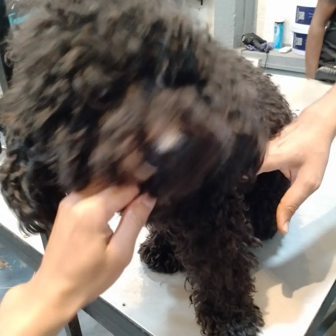 Today's lovely 🐕 was in a messy condition, but it turns out but turns into something more adorable 🐕
