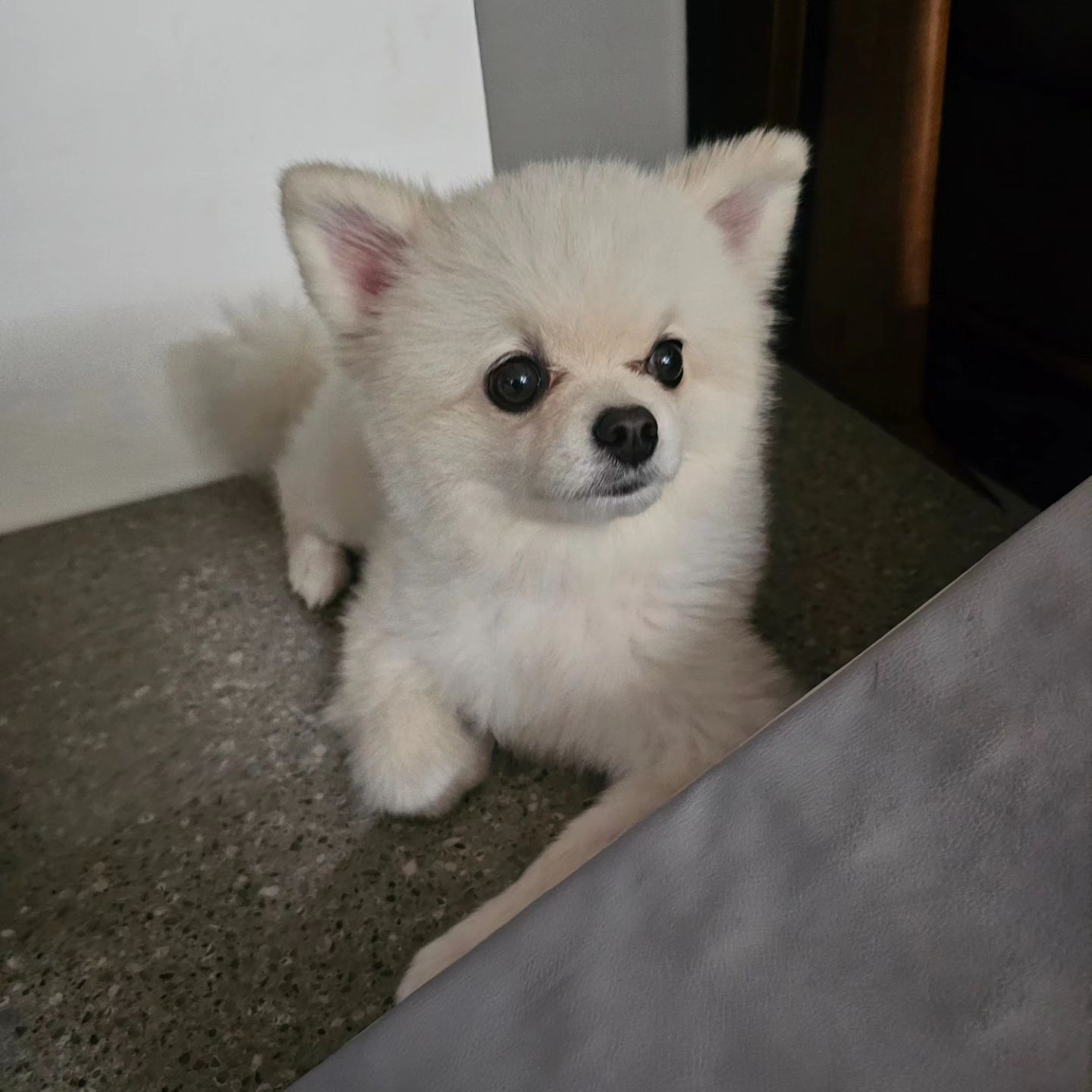 아침에 산책 가자니까 돌판에 들어가더니
눈알만 굴리는 중..넌 왜 산책을 안가려고 그러니..진짜 집돌이 ㅇㅈ
#집돌이 #집돌이강아지 #산책왜안가