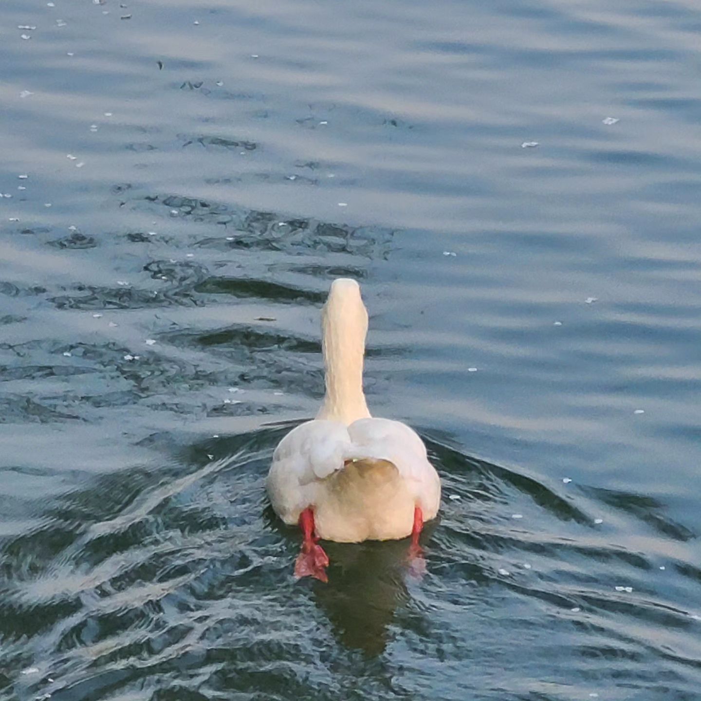 🦢🦢🦢🦢🦢💙