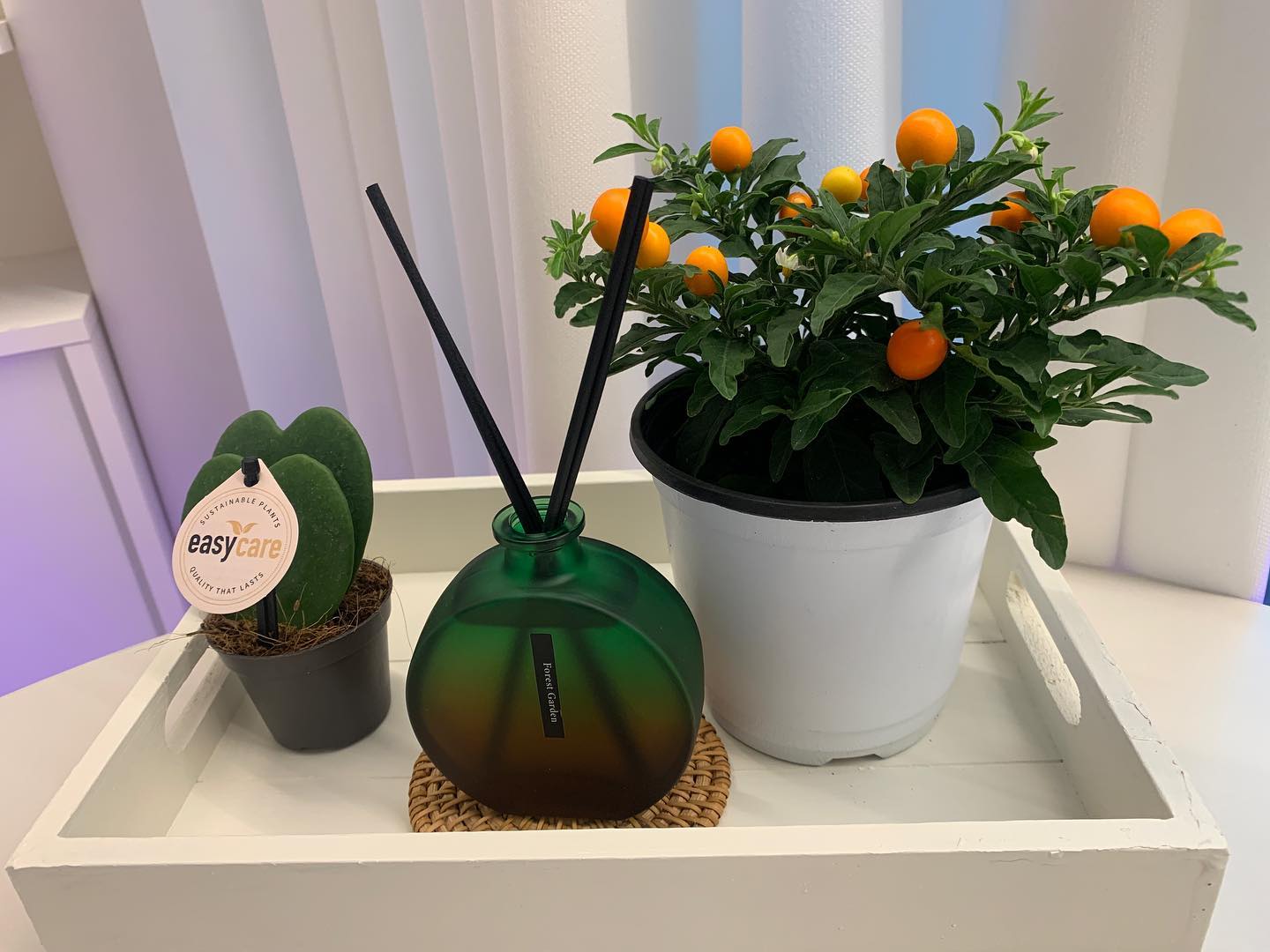 어서와 나의 반려식물 2번 3번 💜