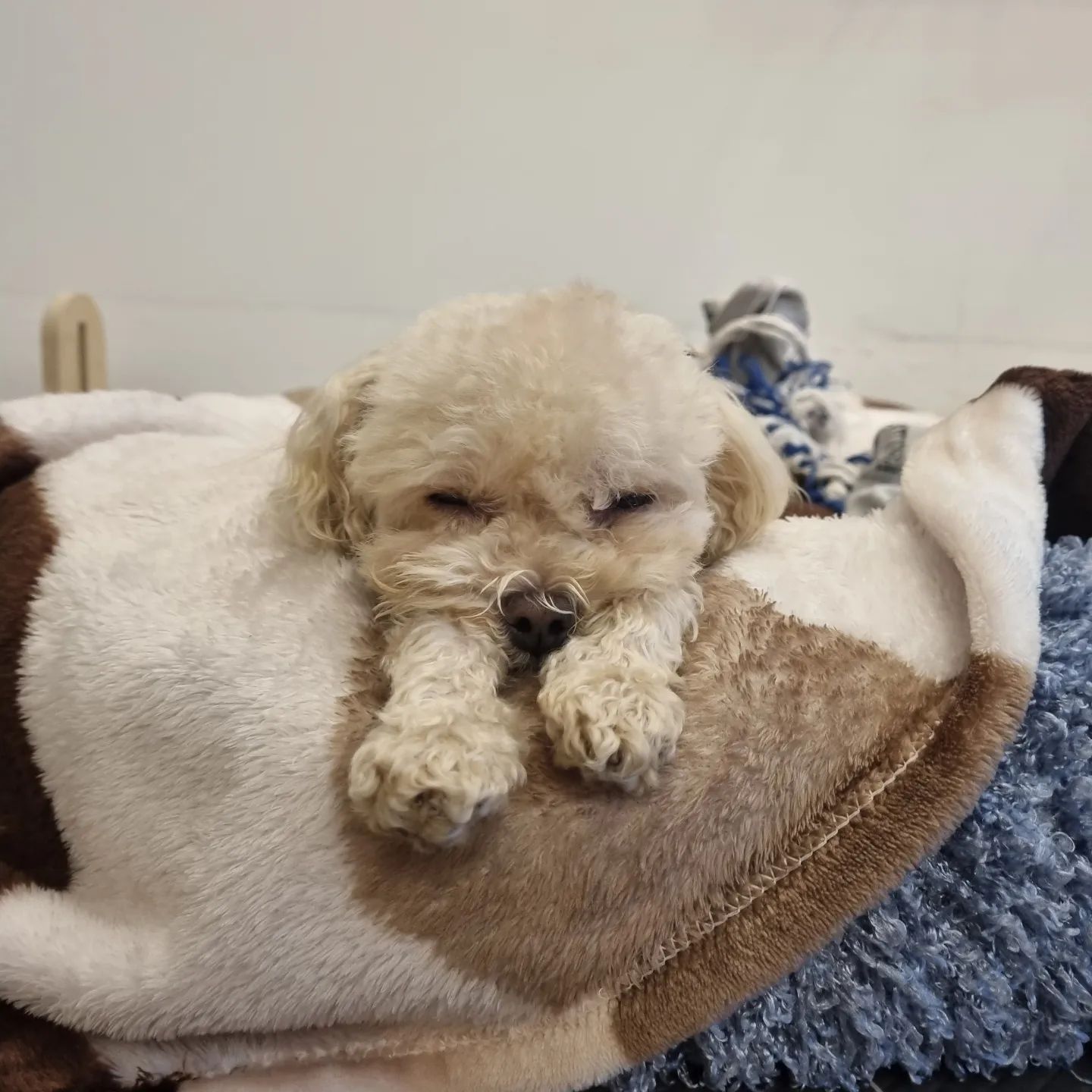 내 새뀌 귀여운거 안비밀:)
왜 이러고 자니😂
.
.
.
#푸들 #pet #강아지스타그램 #puppylove #강아지 #댕댕이스타그램 #일상 #소통