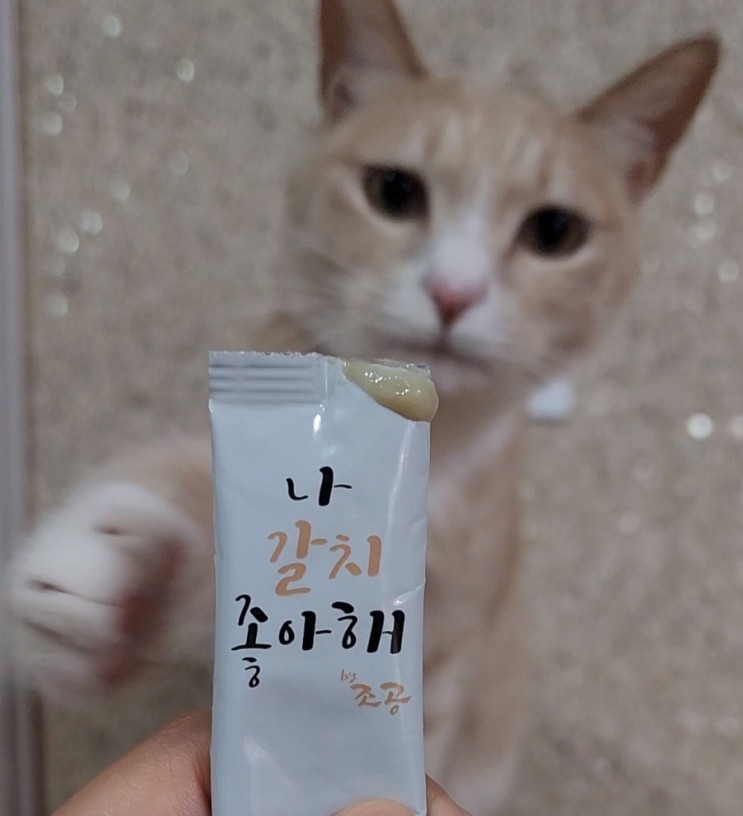 [고양이 스틱간식,츄르] 조공 좋아해 시리즈 '나 갈치 좋아해' 생선파냥이들 모두 모여라!!