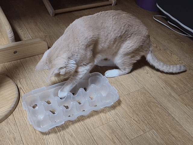[고양이먹이퍼즐] '다이소 계란판'으로 고양이 먹이퍼즐이 뚝딱!? 가성비 최고!!