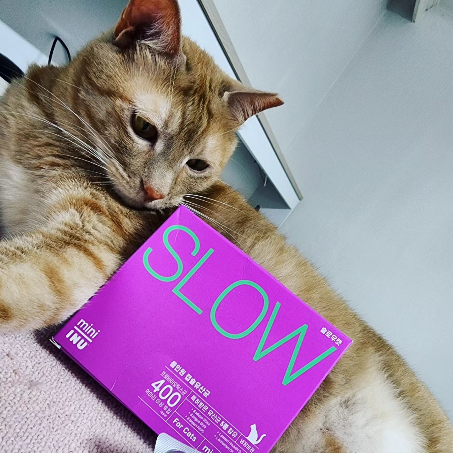 #아이누 #슬로우캣올인원유산균 #inu #슬로우캣유산균 #고양이유산균 #수의사설계 #올인원케어 
#냉장유산균 #고양이전용 #특허받은400억 #하루한알 
#캡슐유산균 #slowcat #cat #catstagram 
#냥스타그램 #instagood #catfood #pet #petstagram 
#고양이 #고양이유산균추천 #follower #daily #냥팔 #냥집사 
#고양이스타그램 #일상 #소통 #좋아요 🐱💓