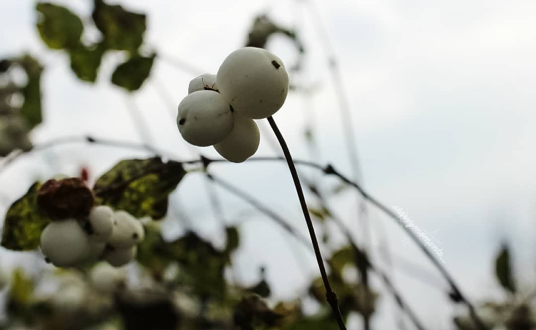 Autumn vibes🌿✨

Ignore:..
#photography #photo #photoshooting #myphoto #myphotography #hobbyphotographer #hobbyphotography #mypic #natureperfection #naturelove #naturelover #naturephotography #naturephotos #naturephoto #natureshot #beautifulnature #beautiful #snowball #berryphotos #autumnphotography #autumnphoto #autumnphotoshoot #autumn #autumnvibes #colours #coloursofautumn