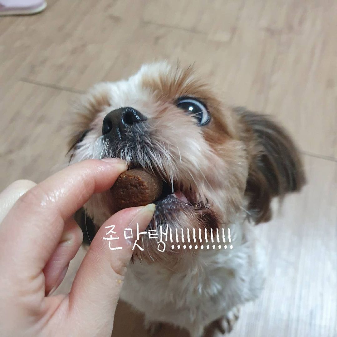 최문정 on Instagram: “#협찬 #유료광고 #가자요펫 #gaazayopet #가자요펫오메가3 #강아지영양제 #강아지오메가3 #강아지영양제추천 #반려견영양제 #노령견영양제 #강아지오메가3추천 #애견영양제 #강아지피부영양제 #강아지털영양제 ❣지금1+1이벤트중 지금 신청하면…”
