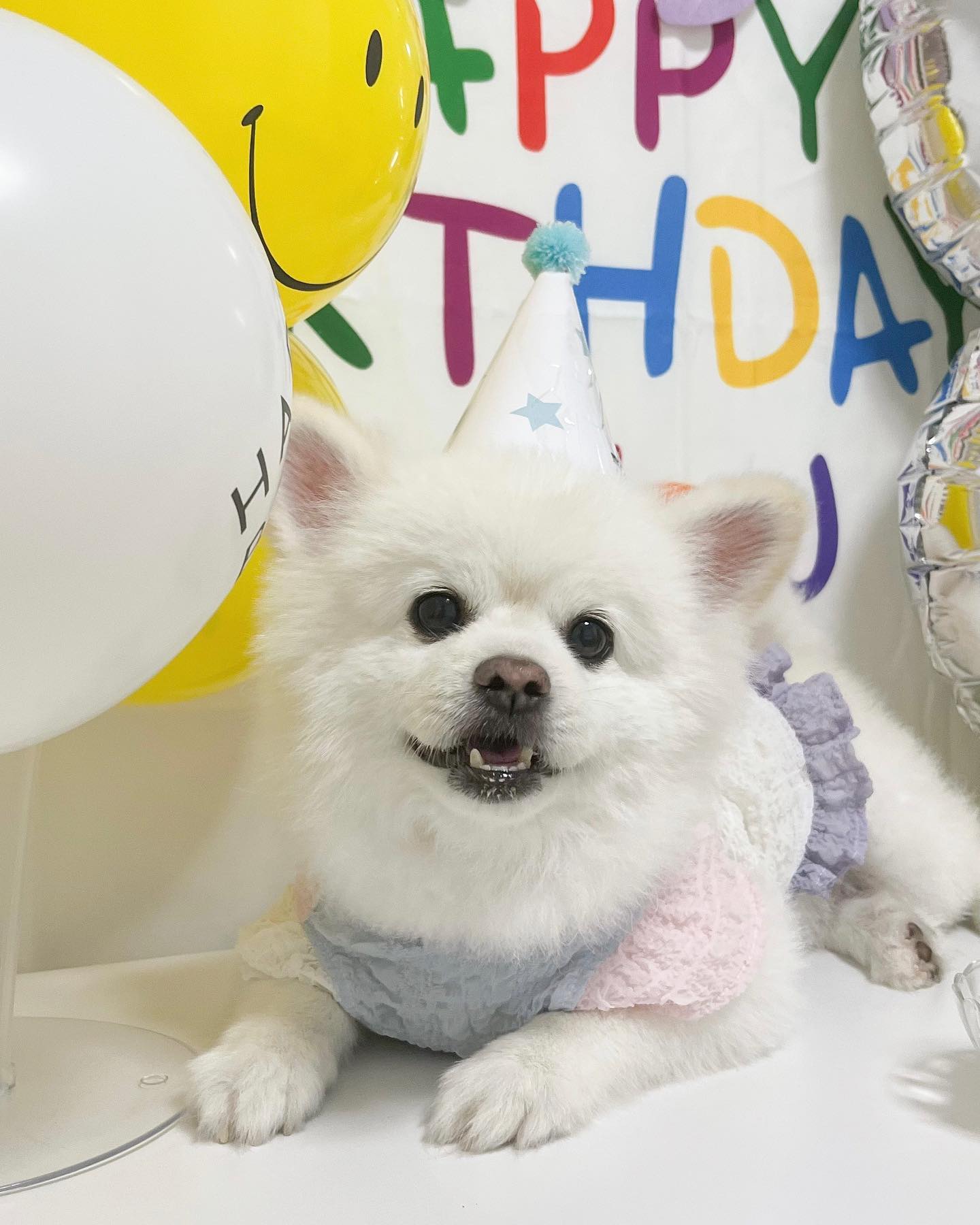 내 생일 !!! 🐶🎂🎉 누나 이제 그만 찍고 먹자 쫌!