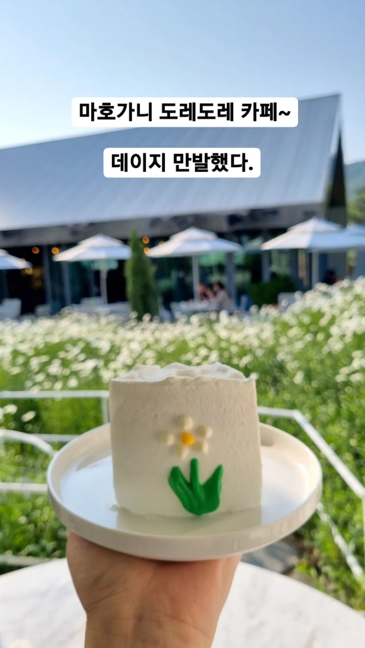 강화도 마호가니 도레도레 카페에 데이지 꽃보러 다녀옴~