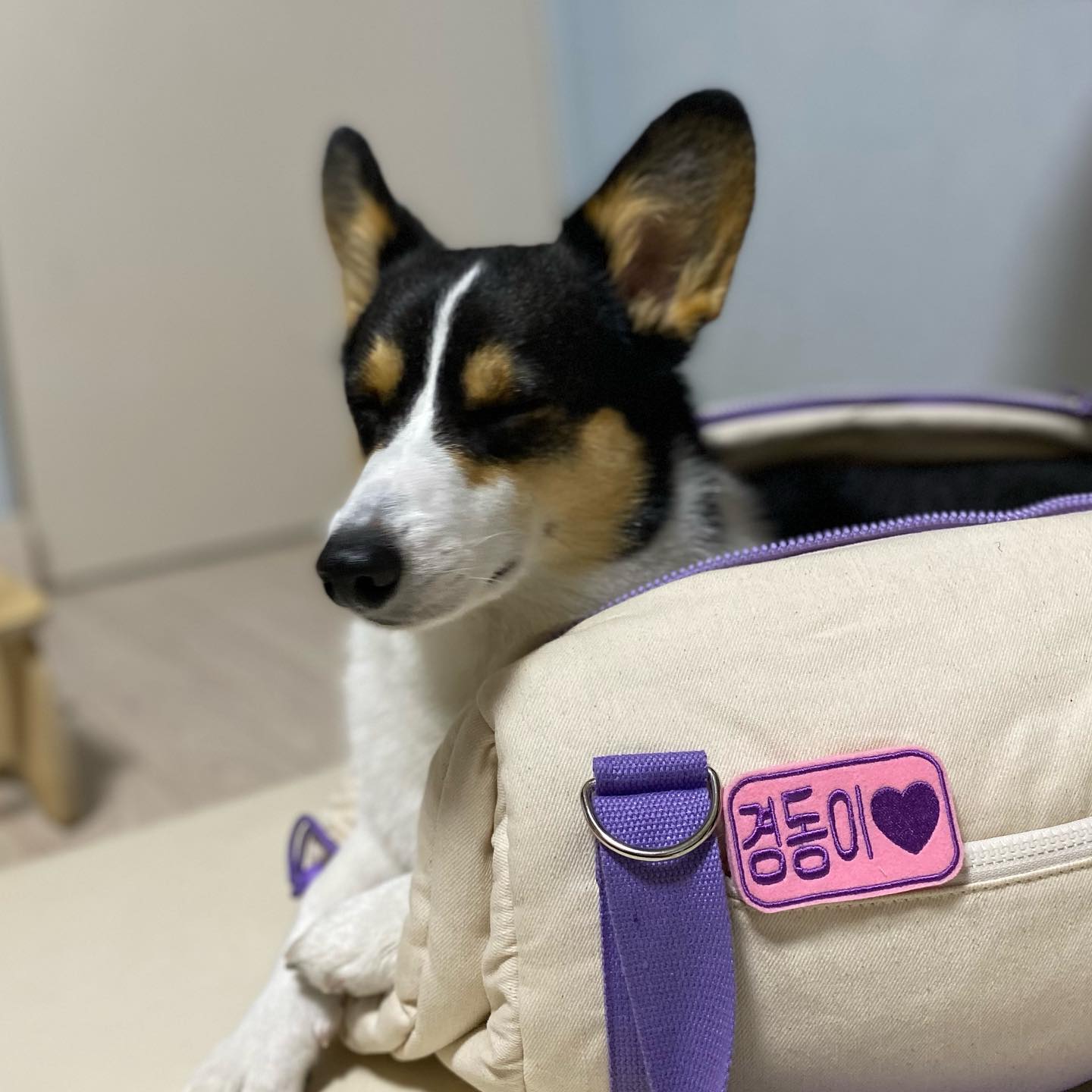  “경동이 네임택 샀당💜 누나는 보라돌이 이동가방이랑 네임택이랑 깔맞춤😆 너무너무 이쁘다앙! 사진 찍는건 어찌알고 알아서 들어가는지 ㅋㅋㅋㅋ 너무웃겨 황경동 네임택은 뽀애나에서 샀오! 완전 만족!”