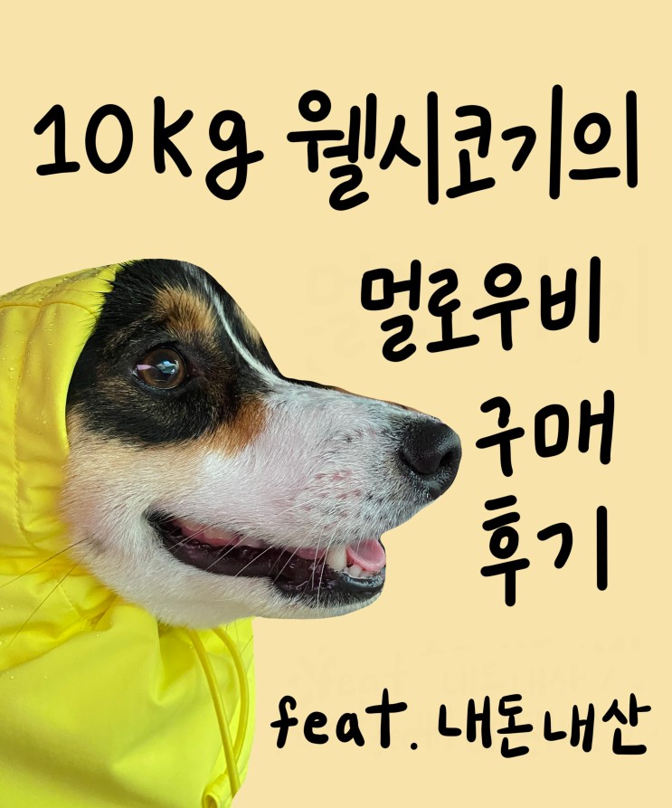 [강아지용품] 웰시코기가 입은 멀로 우비, 이제 비 올때도 끄떡없이 산책! 그리고 사이즈 선택의 어려움