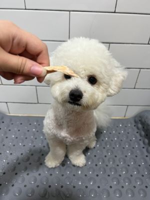 [강화소소] 강아지 목욕 매트
