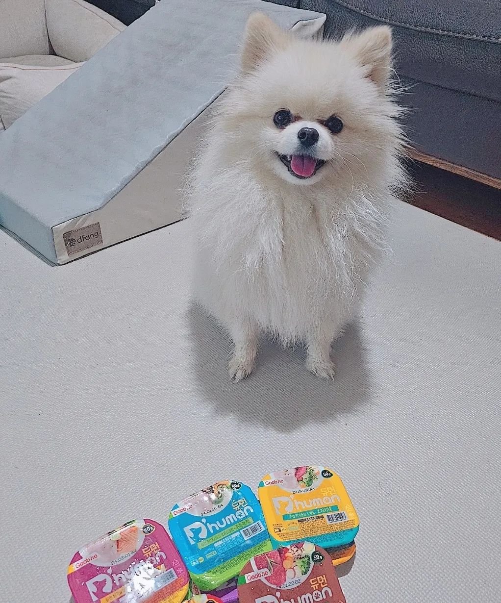 #제품제공 <듀먼 쩝쩝박스 쿠키> dhuman_happy
듀먼 처돌이 쿠키는 오늘 듀먼에서 화식 
8종을 선물을 받았어요!

기운나게 해줄 때, 약을 먹어야할때나
사료랑 섞어주고 싶은날은
듀먼 화식을 급여하고 있는데요,

🍯 화식에 대해서 간단히 설명 드리자면
육류랑 야채를 배합하여 불로 가열하여 만든 조리된 음식이라고 해요. 원재료 식감이 살아있고 건강한 음식을 급여한다고 하니 안먹일 이유가 없습니다.

사이즈도 적당해서 소형견에게는 너무 좋은 식품이라고 볼 수 있어요.

듀먼 받고 신나서 자기꺼라도 1시간째 지키느라 렌지에 못돌리는 나란녀석..

그만 지키고 제발 일어나줘...

#듀먼 #듀먼쩝쩝박사체험단 #듀먼체험단 #사랑해요듀먼 #이거너무잘먹어요 #감사합니다🙏 #자연화식 #제발일어나 #강아지화식