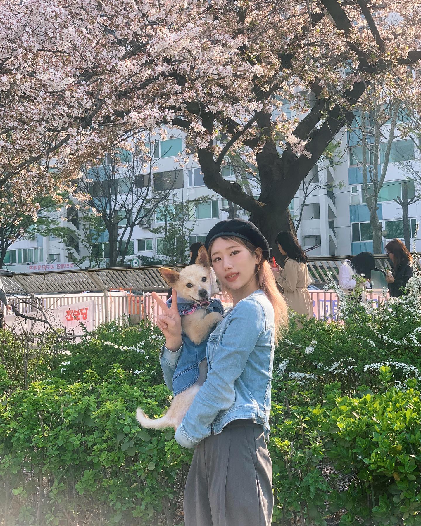 훈제랑 다 져버린 벚꽃구경🌸