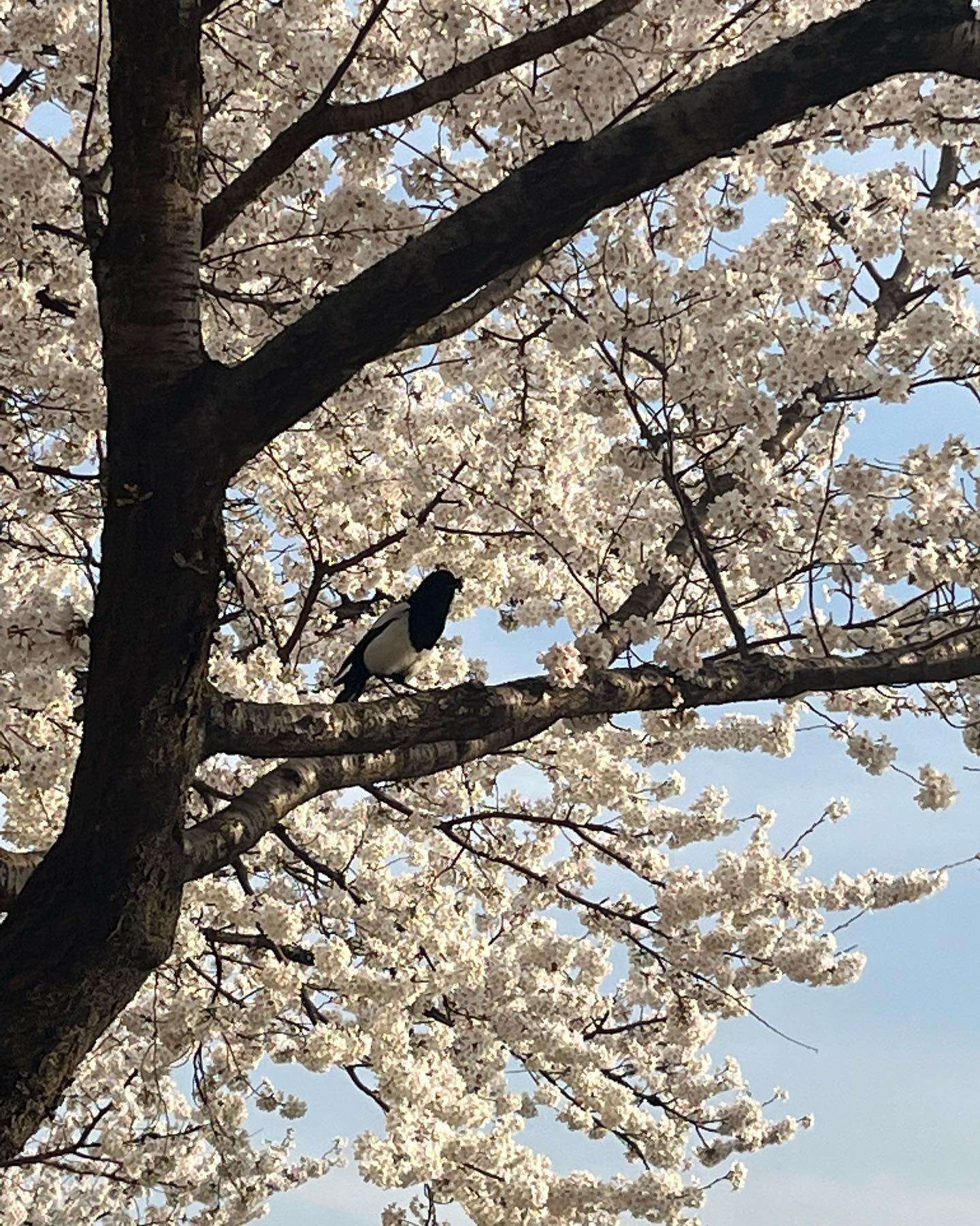 🌸
벚꽃보러 6년만에 엄마랑 광명
벚꽃은 여전히 안양천이 제일 이뿌다
올해 꽃은 다 엄마랑 봤다💕
엄마가 이제 사진을 잘찍네.. 잘됐다.

#벚꽃 #벚꽃명소 #안양천 #안양천벚꽃길