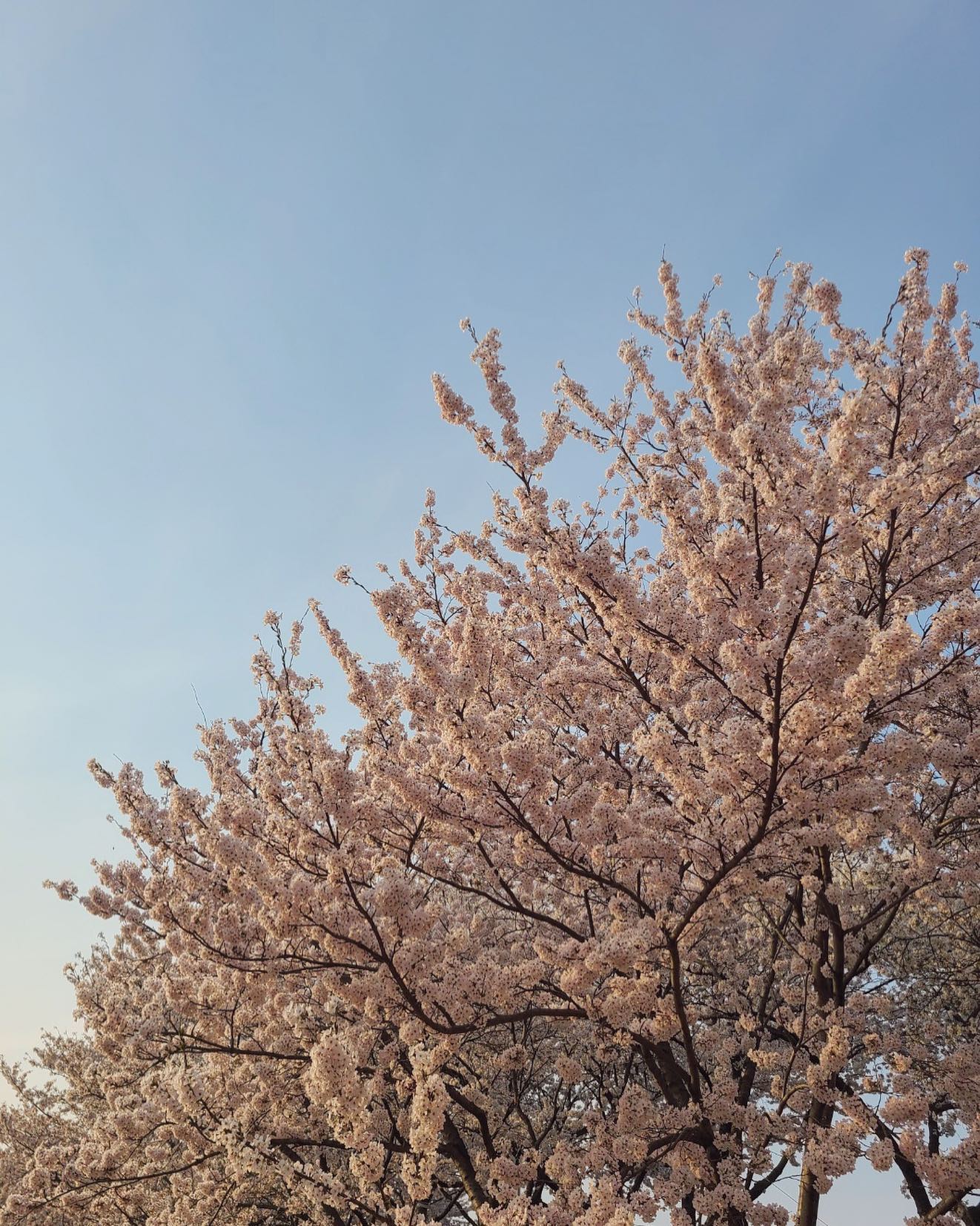 이번년도 벚꽃 다봤다🌸

⠀