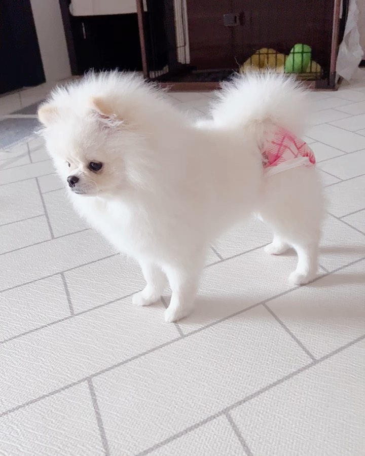 쪼이‘s 첫 🌺도장
6갤되니까 바로 하는거잇지🥹🥹
이제 징짜 숙뇨라구요😎
기저귀 어색해여😨😨😨
하지만 현실은 쌍남자🙄🙄

#agabang❤️ #joy 

#1stanniversary #congratulations #꽃도장 #심쿵 #다컸네다컸어 #우쭈쭈 #내새꾸 #사랑해 #포메스타그램 #폼  #다둥이네 #상남자 #댕댕이그램 #강아지일상 #포메그램 #귀여운강아지 #오늘의강아지 #펫스타그램 #petstagram #pome #puppylife #pompuppy #댕댕이들 #강아지소통 #멍팔맞팔 #꽃도장