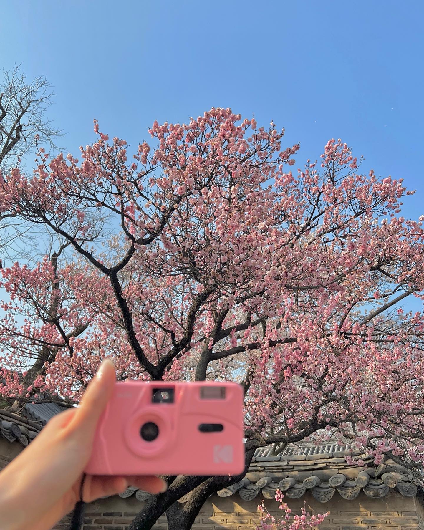 🌸