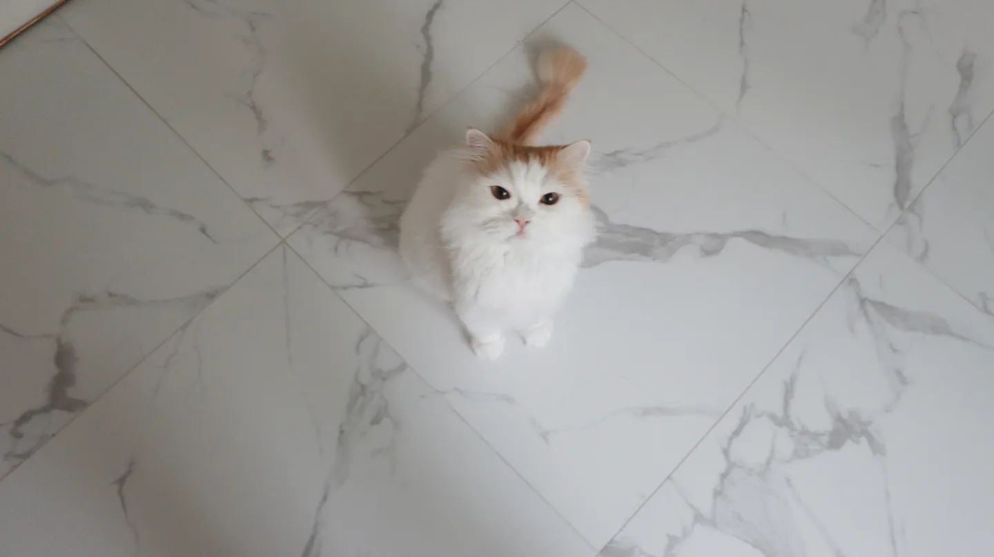 #광고
(마지막에 먹방영상 보고 가세요😻)
집사님들은 다들 한번씩은 애기 음수량으로 고민해보신적 있으실꺼에요
저희 고양이들도 음수량이 적어 언제나 고민이 많았는데요

오늘은 아이들의 기호성과 음수량에 좋은 간식을 찾다 발견하게 된 긴노스푼 알려드리고자 해요

‼️글로벌 유일의 강아지&고양이 배변용품, 색품을 취급하는 브랜드로써 무려 37년간 펫 브랜드를 운영해 신뢰성이 높은 곳인데요

그중에서 제가 추천하는 제품은
부드러운 식감으로 치아가 불편한 애기도 편하게 먹을 수 있으며 캔은 사실 1회 식사에 얼마나 급여해야하는지 모를 때가 있잖아요
긴노스푼 습식 파우치는 1회 식사에 최적의 중량이라 굳이 저울이 필요없어요
음수량도 늘어나니 완전 만족스럽잖아아?

저는 음수량에 욕심이 많아서
습식파우치, 미쓰보시쥬레, 습식캔 3가지에 다 물을 조금 더 타고 주는데
원채 맛이 괜찮아서 그런지 아이들이 잘 먹더라고요 만족스러웠다아아!!!🤩🤩

 #긴노스푼 #긴노스푼파우치 #긴노스푼츄르 #냥스타그램 #고양이스타그램 #고양이 #catstagram #집사그램 #unicharm_pet #고양이간식 #고양이간식추천 #고양이츄르 #츄르 #유니참