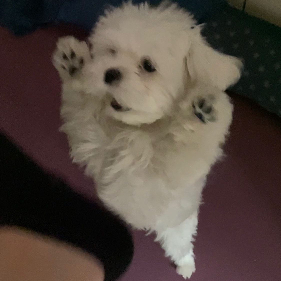 크왕!!!!!! 나는 털찌니다!!!! 날 반겨라!!!!!