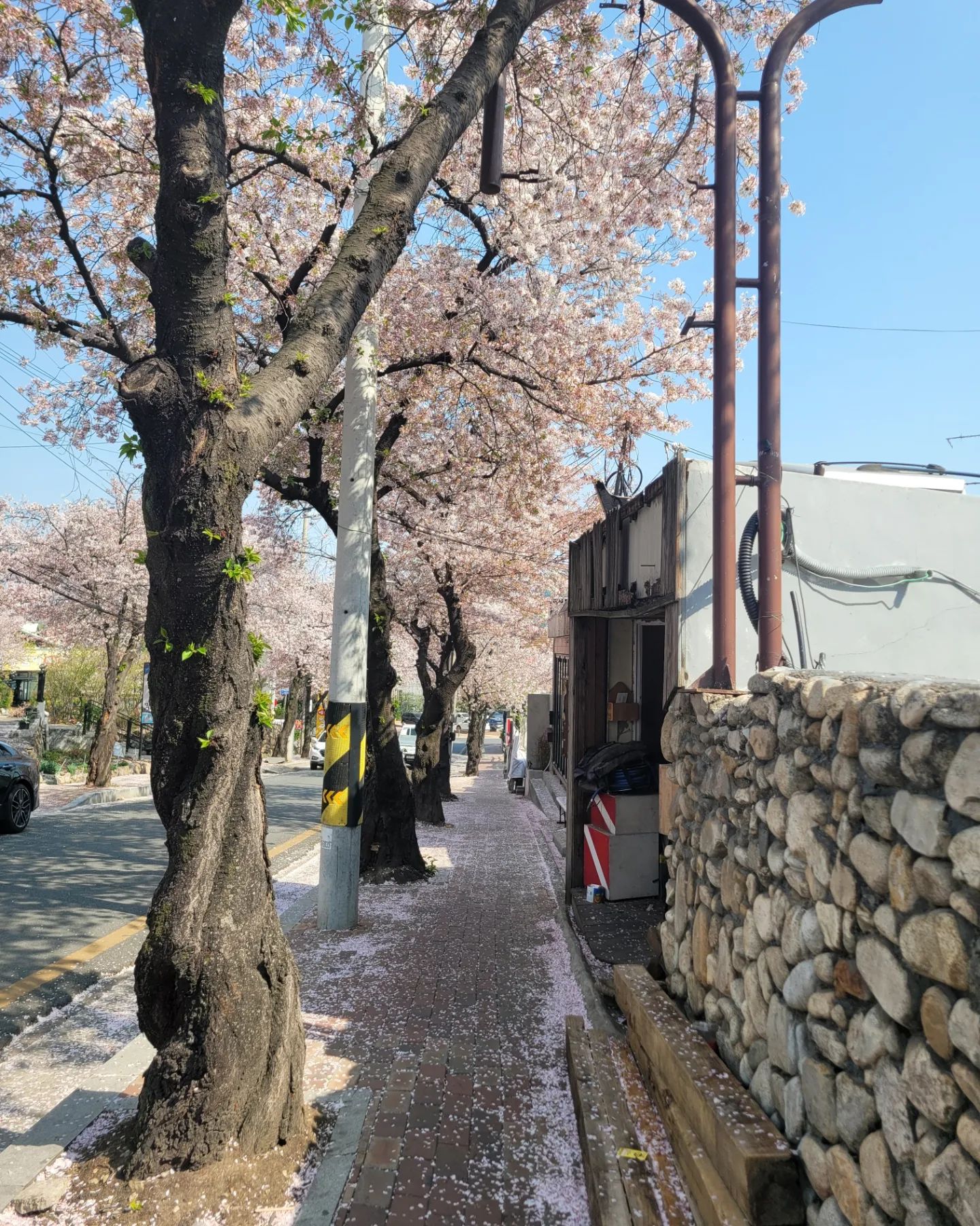 나두... 벚꽃놀이🌸