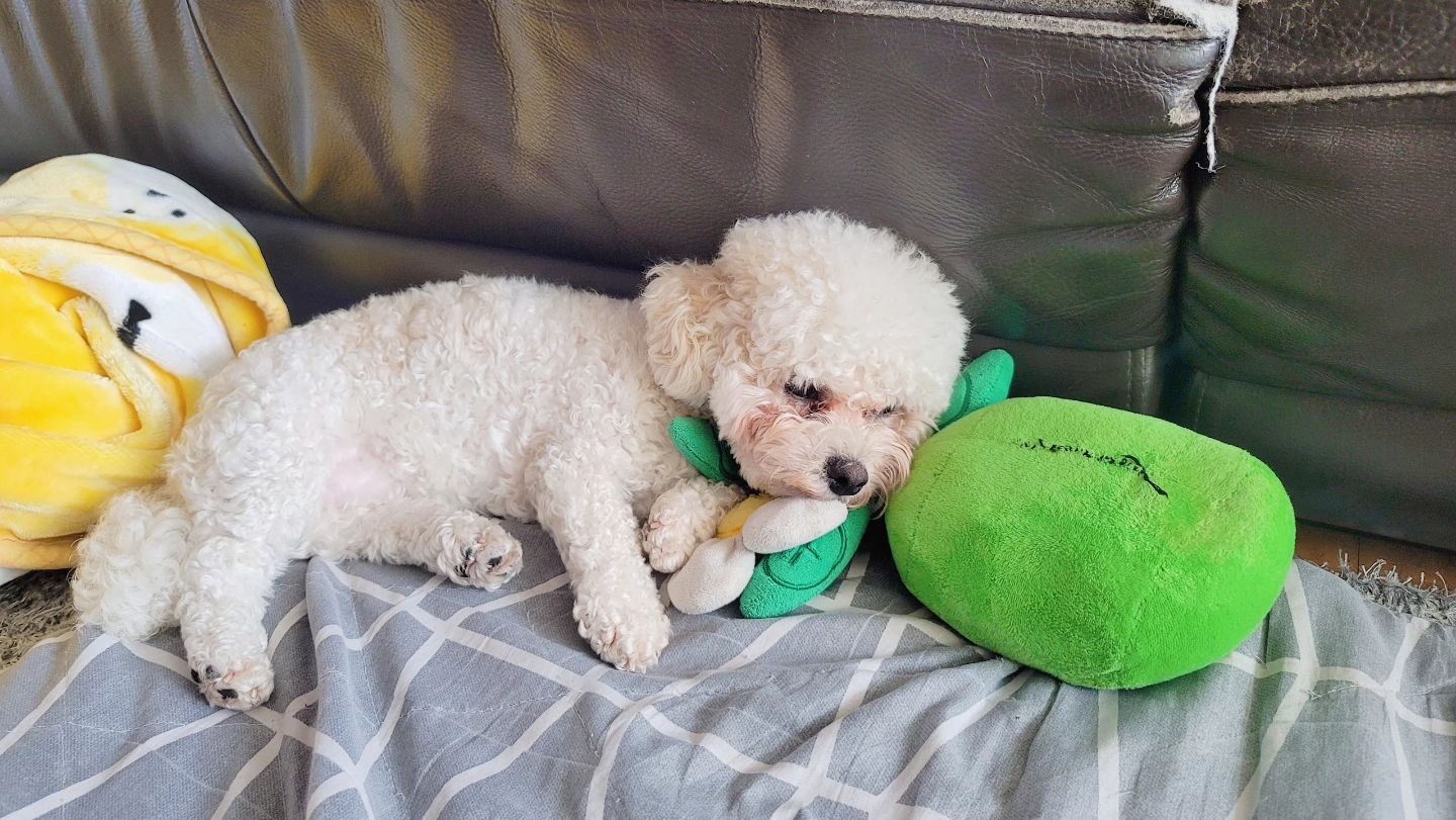 싹이 남찡구랑 좋은 꿈 🥹🫶🏻
#멍팔맞팔