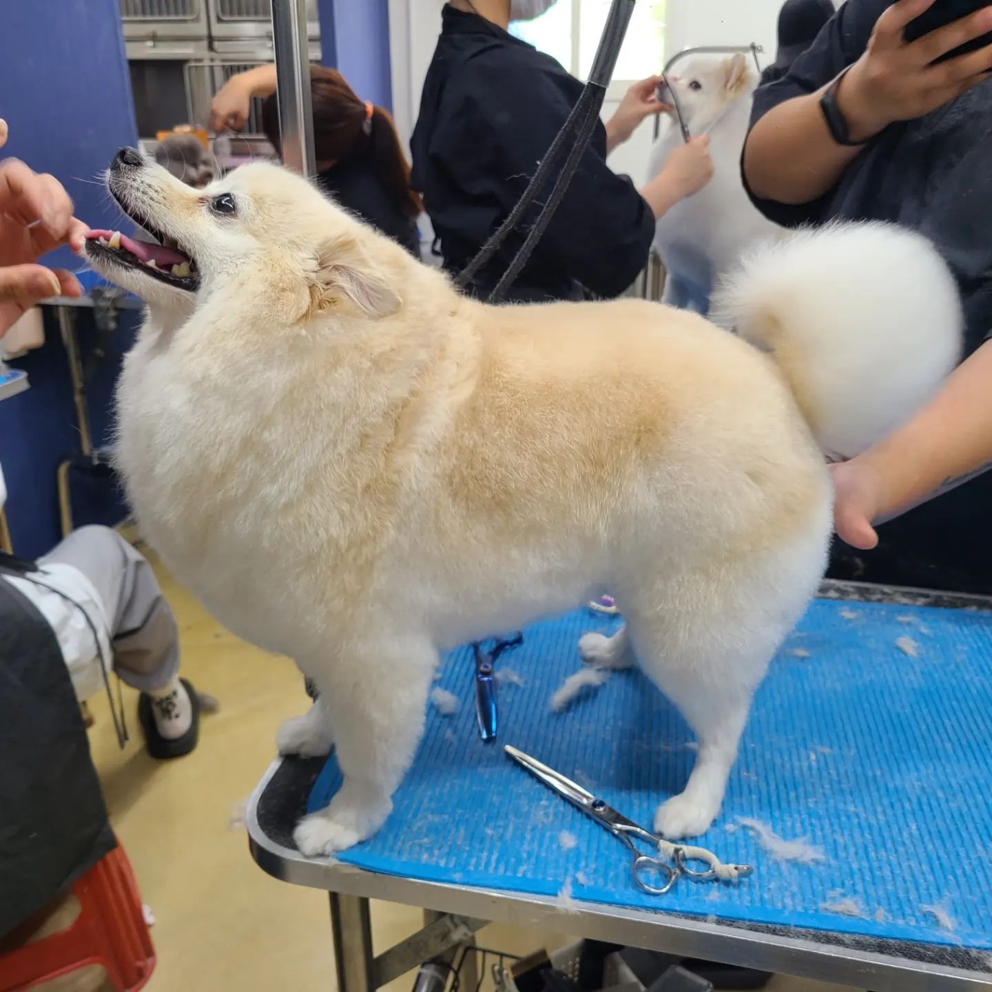 #양주애견미용학원
#원장님직강
.
개인견 실습 🐶
쌤들이 가장 바빠지는 수업 🤣
.
 ✔️ 자격증 준비기간 동안에도 실무수업/펫미용 수업을 함께 진행합니다
✔️ 소수정예 1:1 개별수업으로 진행됩니다 
.
#원장직강 #김형종교수님
#개인지도 #실견수업학원
#애견미용사자격증
#애견미용사2급 #애견미용사3급
#의정부애견미용학원 #동두천애견미용학원 #포천애견미용학원 #파주애견미용학원
#애견미용학원 #애견연맹 #위그램클립 
#개인교습 #애견미용개인교습
#꿈나무애견미용실 #양주애견미용