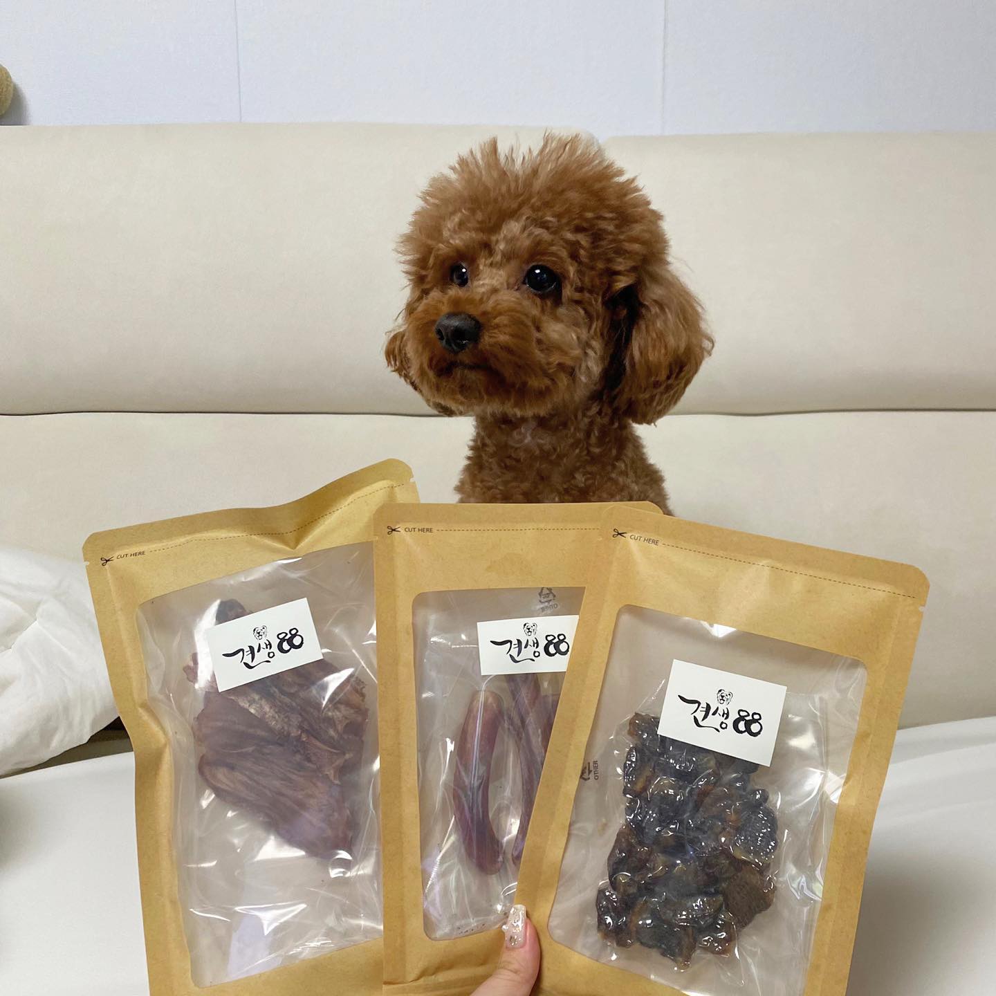 우롱이 친구 루이🐶를 소개합니다🐾🐾🐾

우롱이는 방광결석으로 인해 간식을 먹지 못해서 ㅠㅠ
간식은 다 루이꺼!👍

이번에 먹은 간식은 
라온벗의 수제간식🥠

🙌알러지가 있을 수 있는 곡물과 글루텐은 일체 첨가x 
🙌100% 휴먼등급! 모든 식품은 사람이 직접 먹을 수 있는 
건강한 식재료o
🙌화학보존제, 착색제, 조미료등을 전혀 첨가 x

루이는 ⭐️불리스틱(오래 먹을 수 있어서 아주 좋아요!)⭐️꼬꼬염통(철분 듬뿍! 노견에게 추천!)⭐️어린오리 오돌뼈(뼈간식 초보에게 아주 좋아요!)먹었어요~
맛있었는지 정신없이 먹는 모습을 보니 아주 뿌듯...♥
건강한 식재료이다보니 걱정없이 급여할 수 있어서 아주 굿👍

친구들 모두 건강한 간식먹고 행복하길바라요🌸🌼
‼️제품 수령 즉시 냉동보관 잊지말쟈!

#광고 #강아지수제간식 #수제간식 #댕댕이 #멍스타그램 #견생88 #라온벗