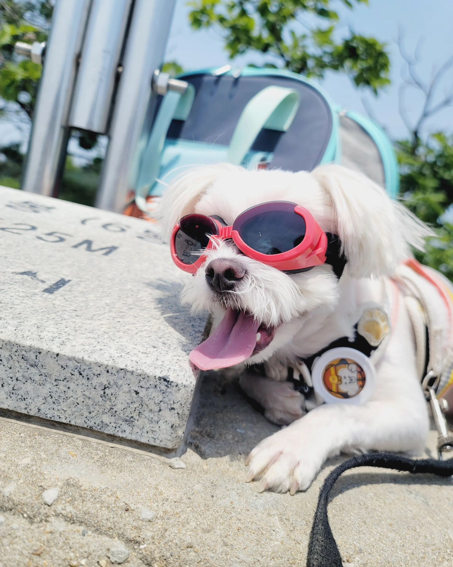 칭구들 안뇽🤗
무지무지 오랜만에 컴백했둥🐶

가끔씩 칭구들 눈팅만 하고있었뉸데,
생각보다 친구들이 많이 안떠나서 갬동🥺

앞으로도 아직은 자주는 못올꺼같찌만🥲
밀린답방도 좀 가고😂 종종 사진투척하고 칭구들피드도 논너가고 하러구햇😝😝

오늘의사진은 저번달에 다녀온 관악산!⛰️
언니랑 커풀로 썬구리끼고 정상찍고왔둥🔥
넘 더워서 여름엔 쫌 힘든거가태ㅋㅋㅋ🤣
With hoon_cd 가티가죠서 고맙뜹니둥 📷도 👍

#관악산국기봉 #정상에서컵라면 #정상에서유부초밥 #둥이는간식 #얼음물도원샷
#절벽암벽빼고 #둥이도걸어감 #머찐강아지 #강아지랑등산 #관악산 #국기봉 #썬글라스는 #샤르댕댕